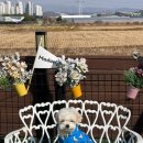 (주)이마트 파주운정점 | 강아지 운동장 대관 운정신도시 ‘댕댕이천국’, 강아지 마당 대여 포동 멍래블 추천!