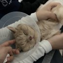 시니어 동물병원 이미지