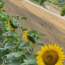 평안교회 이미지