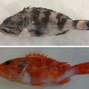 홍감펭 유사종 Helicolenus dactylopterus의 백변증(루시즘, leucism) 이미지