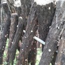 김포표고버섯농장 이미지