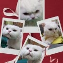 짱구와 동팔이 이미지