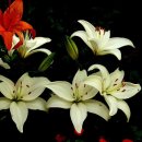 신황진이야 이미지