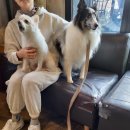 행복하개키울고양 이미지