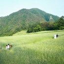 밀밭 이미지