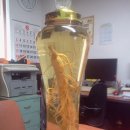 우이마루 이미지