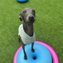 놀러오개 애견유치원 애견호텔 운정신도시점 이미지