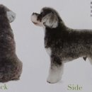 강아지 정거장 이미지