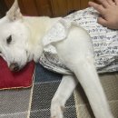 봉주르봉 이미지