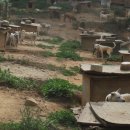 지에스농장 이미지