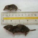 독이 있는 정말 희귀한 포유류, 뾰족뒤쥐.(short-tailed shrew) 이미지