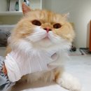 예뻐질고양 이미지