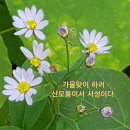 까실쑥부쟁이의 그리움 이미지