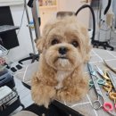 호두미용실 | 인천애견미용 믿고 맡기는 나에개반하냥 호두 미용 후기 🐶