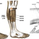 반신불수(半身不遂)와 양릉천혈(陵泉穴) 이미지