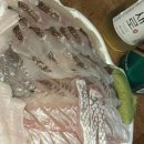 광 회집 | 안양 농수산물시장 맛집 : 신안수산 불금 광우도회 포장 후기