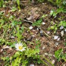 민들레2농장 이미지