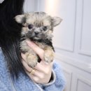 동일애견샵 이미지