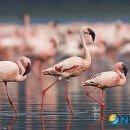 플라밍고 이미지