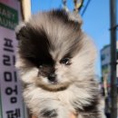 베이비멍 이미지