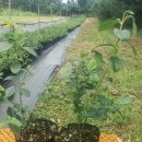 고은농장 이미지