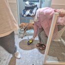 보담동물의료센터 이미지