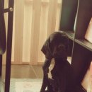 강아지song 이미지