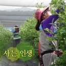 애자농장 네이버블로그