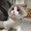 예뻐질고양 이미지