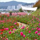 형산강 장미원 | 포항 가을 여행 추천 형산강 장미원 포항 핑크뮬리 장미