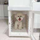 붐애견 | 강아지 펫드라이룸, 붐펫 애견 펫드라이기 단독공구