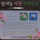 안심창조밸리 천천둘레길 | 안심창조밸리 천천둘레길 연꽃