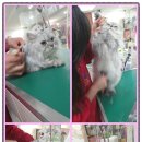 독한고양이애견전문샵 이미지