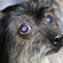 24시 스탠다드 동물의료센터 이미지