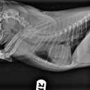 Dr.오즈동물병원 이미지