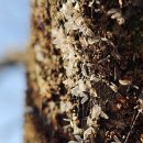 느티나무(주) 이미지