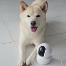 우리 집 안전 지킴이! 이지비즈 스마트 홈캠 추천, 보안 전문가가 만든 홈CCTV 설치 및 사용 후기