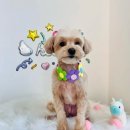 다올 그루밍 이미지