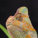 카멜레온 이미지