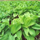 연당조전로 이미지