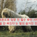 장기가축병원 | 코몬도르 입양 전 필수 확인 사항: '털 안 빠진다'는 말의 숨겨진 진실과 현실 유지비용 분석