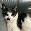 조곡지 | 2021.07.05(월)| 붉은 하늘, 무슨 꿈을 꾸고 있는거야?😴, 이번 성실상은...