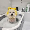 더독그루머스 | 거북섬 애견미용 “더독그루머스” 비숑 귀툭튀 후기