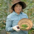 야콘감자샐러드~땅속과일 아삽야콘