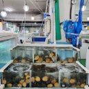 완도해성전복 이미지