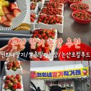 용소막농장 | (2025 추가) 논산 딸기 농장 추천 원희네 딸기 직판장 가격 설향 금실 차이 비교