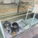 스파펫살롱 이미지