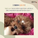 견물화식 네이버블로그