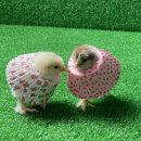 농업회사법인 더 팸팜 이미지