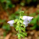 솟발농장 | (#호남정맥)#호남정맥종주 24구간 토끼재~불암산~탄치재~국사봉~상도재~정박산~뱀재~잼비산~천왕산...